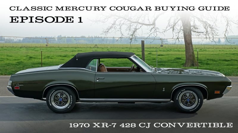 Cougar Buying Guide